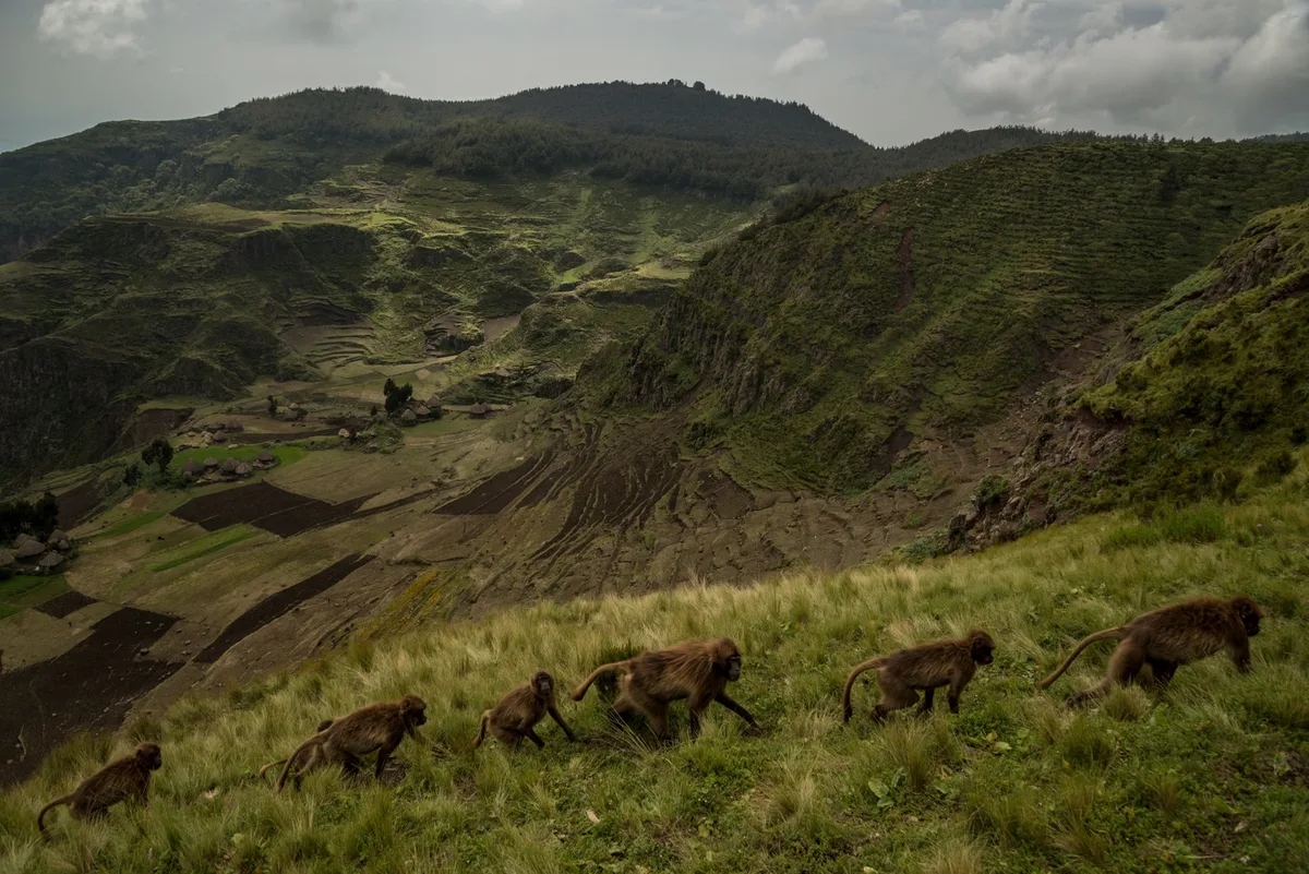 Trekking the Afro-Alpine Highlands of Menz-Guassa  view 2