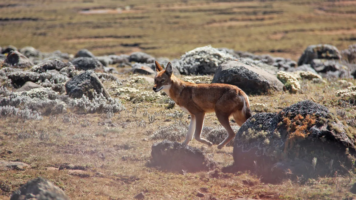 Trekking the Afro-Alpine Highlands of Menz-Guassa  view 5