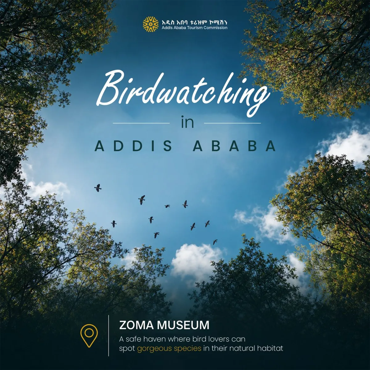 Birdwatching in Addis Ababa ✨🌿