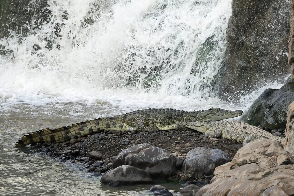 Sunrise at Awash: Waterfalls, Oryx and Crocodiles  view 3