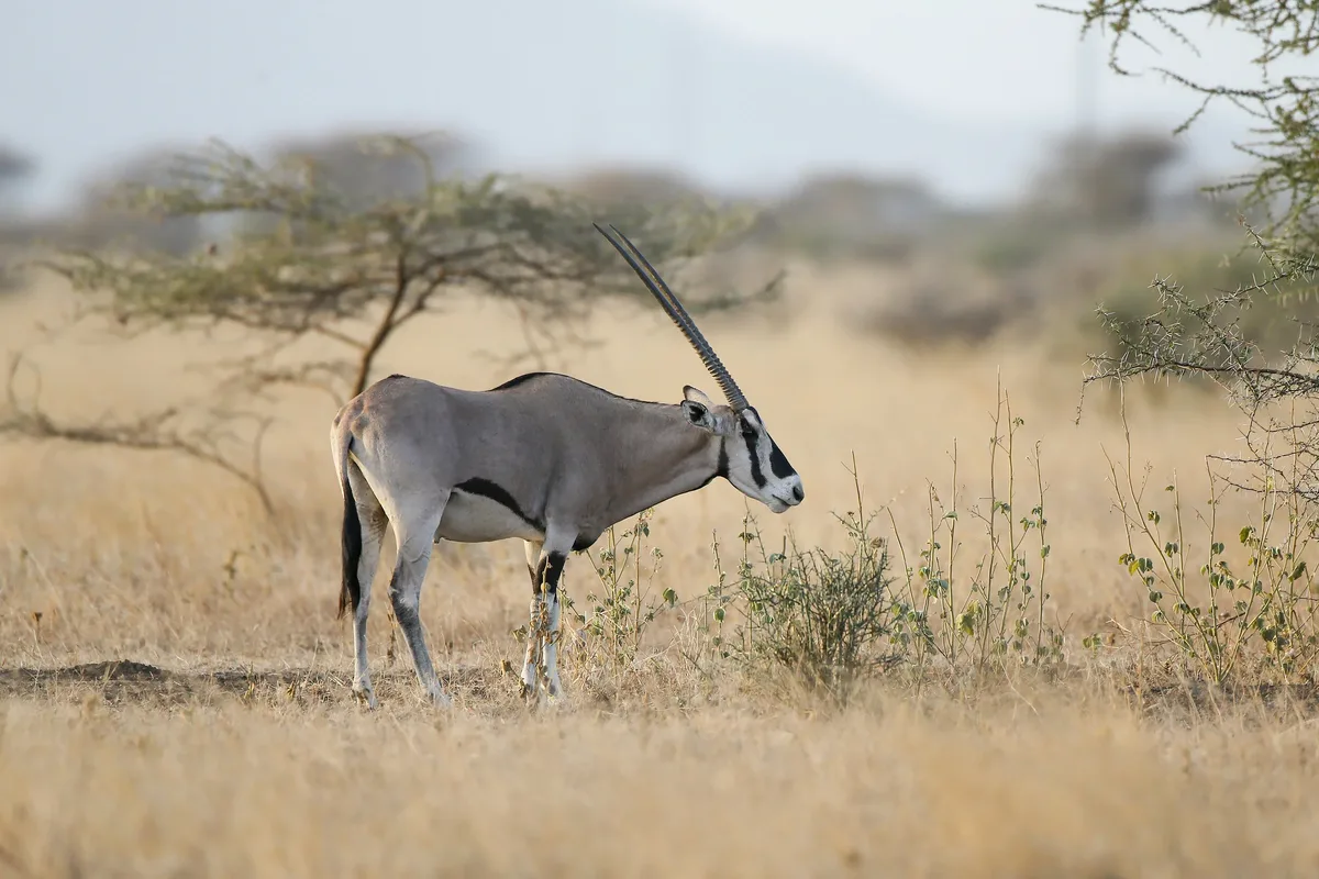 Sunrise at Awash: Waterfalls, Oryx and Crocodiles  view 4