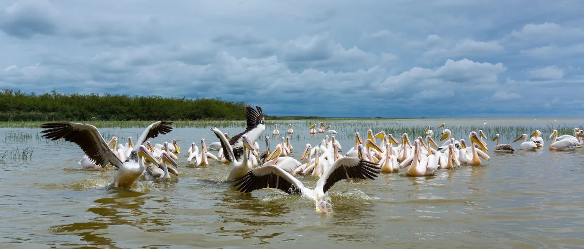 Birds, Boats, and Hippos: A Morning on Lake Ziway