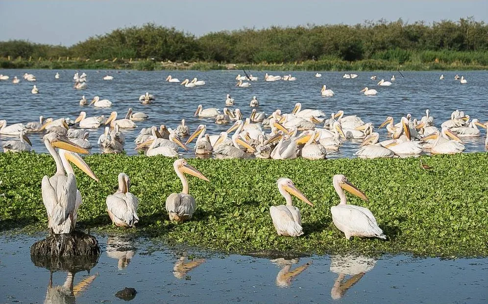 Birds, Boats, and Hippos: A Morning on Lake Ziway  view 6