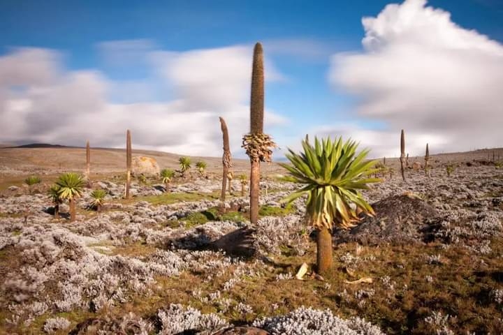 Bale Mountains National Park in Bale, Oromia, Ethiopia  view 4
