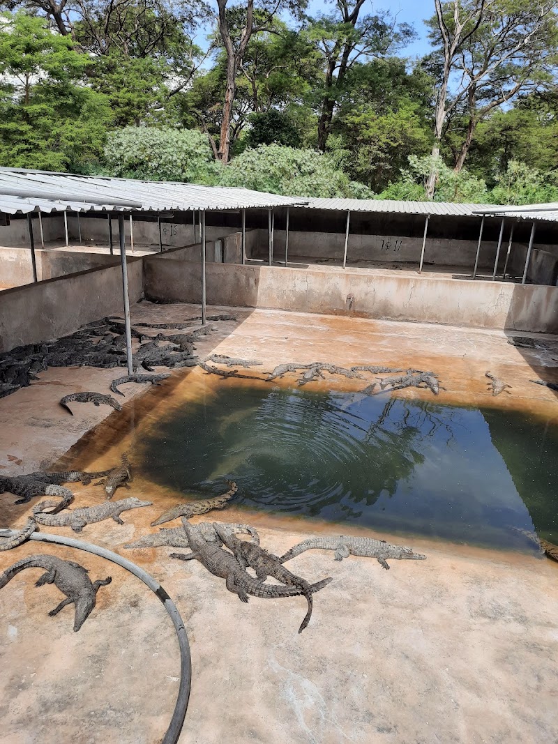 Arba Minch crocodile ranch in Arba Minch  view 3
