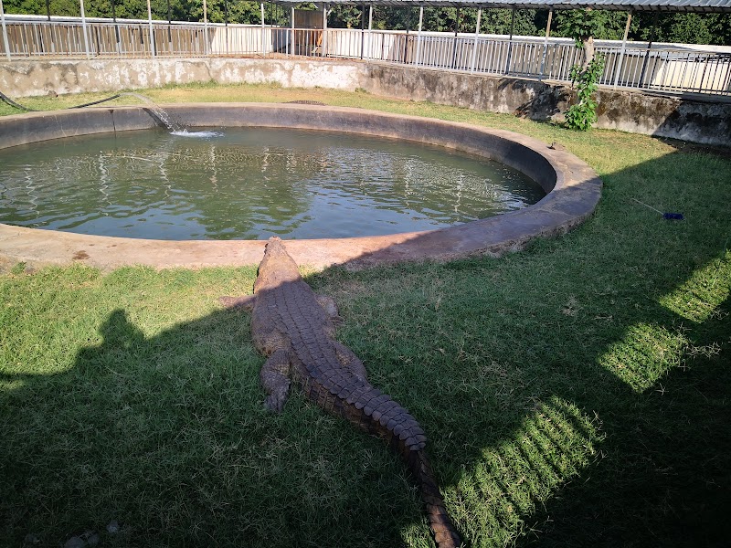 Arba Minch crocodile ranch in Arba Minch  view 4