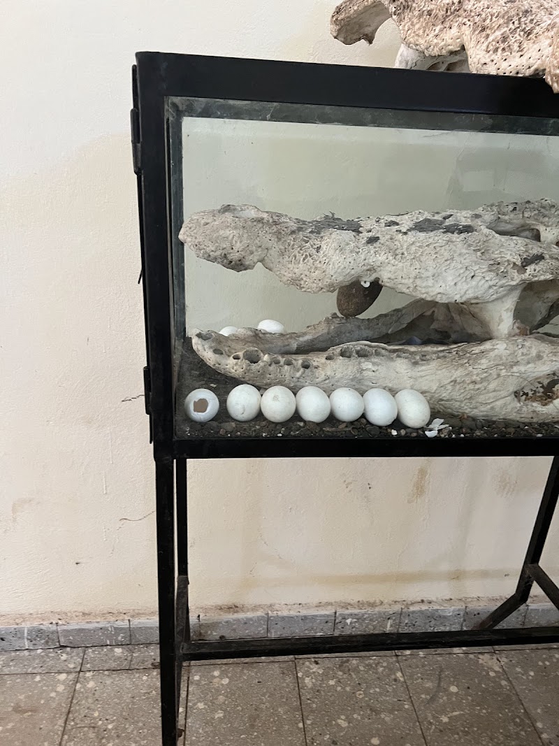 Arba Minch crocodile ranch in Arba Minch  view 5