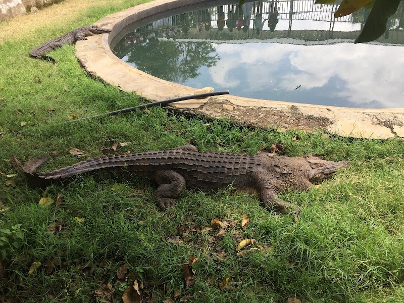 Arba Minch crocodile ranch in Arba Minch  view 2