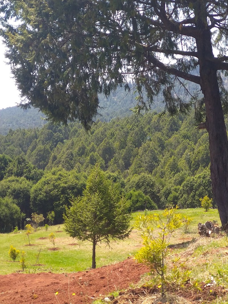 Gulele Botanical Garden in Addis Ababa  view 4