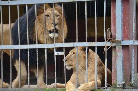 Lion Park in Addis Ababa  view 4