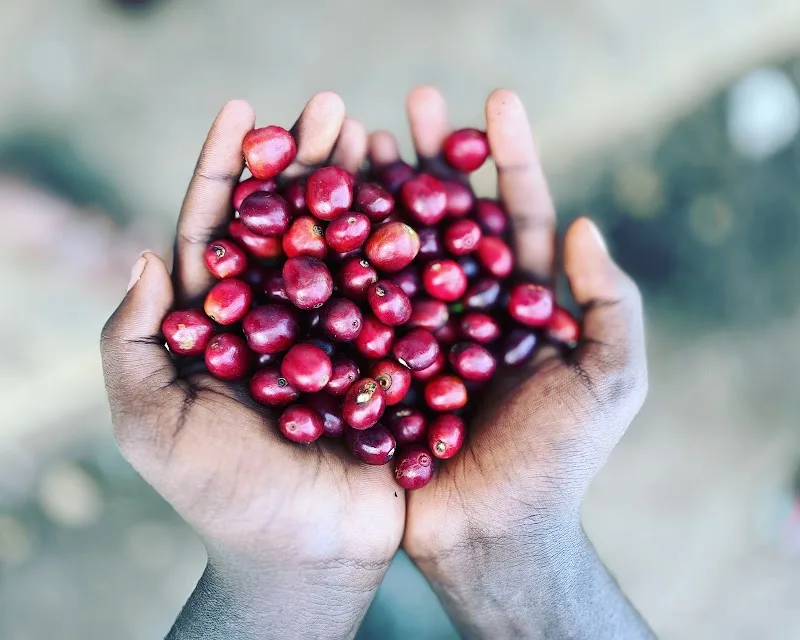 dejavu specialty coffee in Addis Ababa, Kirkos  view 3