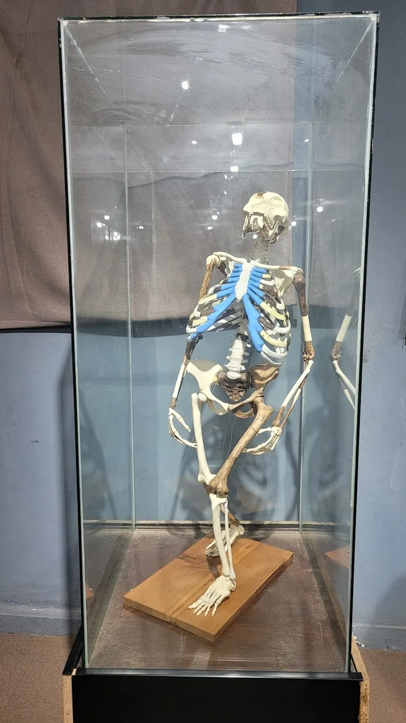 National Museum of Ethiopia in Addis Ababa, Arada  view 2