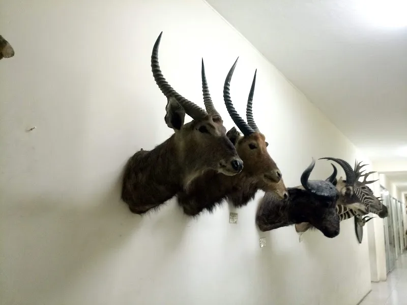 The Zoological Natural History Museum in Addis Ababa, Arada  view 2