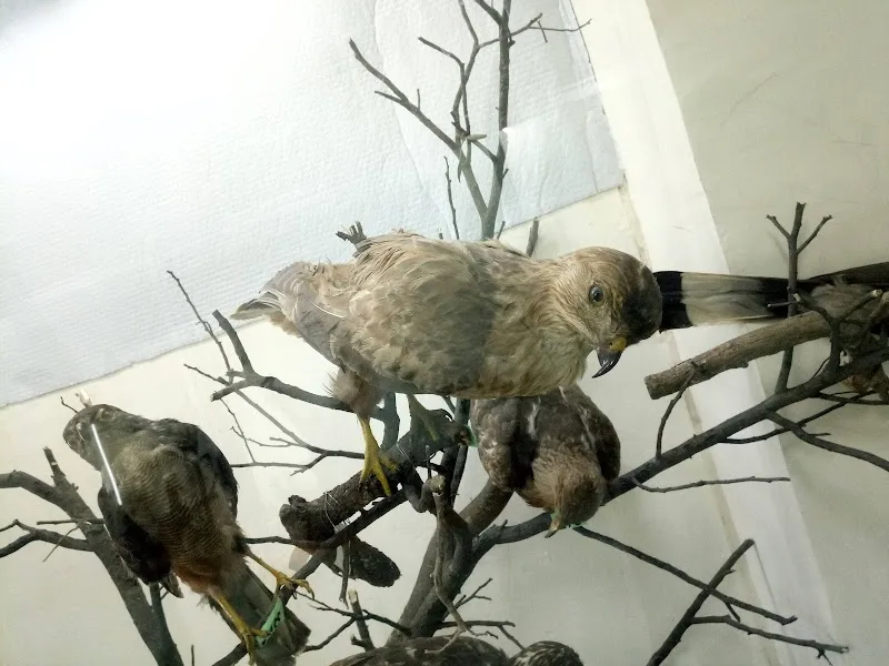 The Zoological Natural History Museum in Addis Ababa, Arada  view 4