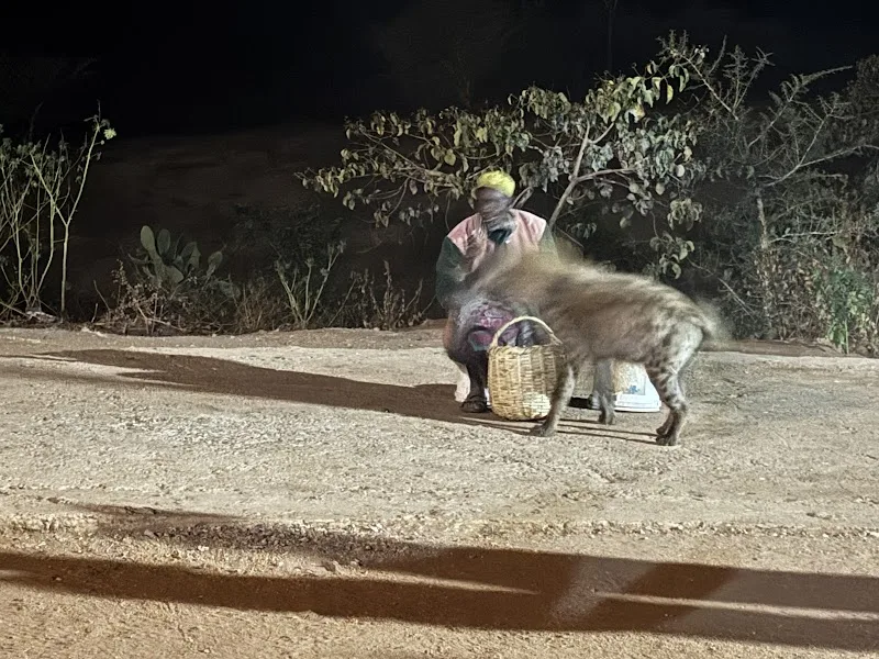 Hyena Feeding Site in Harar  view 5