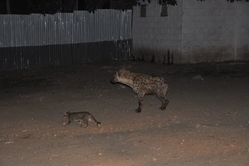 Hyena Feeding Site in Harar  view 2
