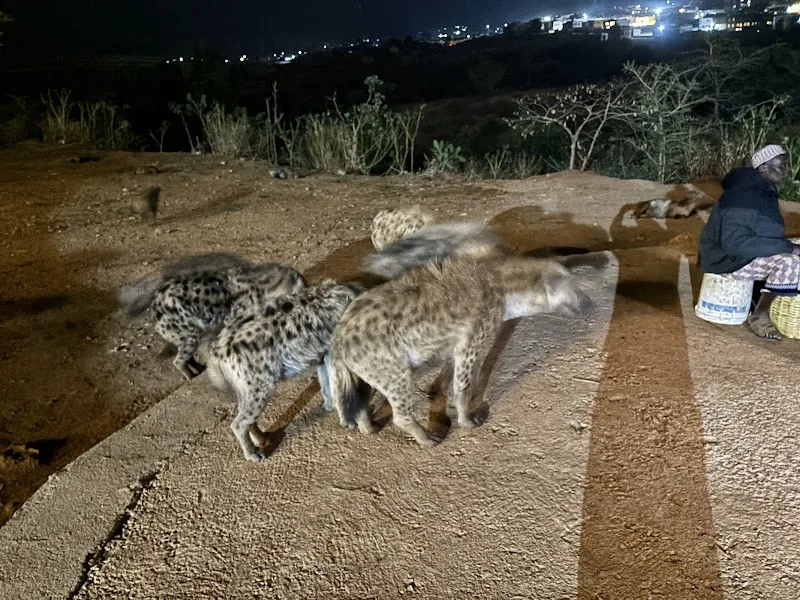 Hyena Feeding Site in Harar  view 4