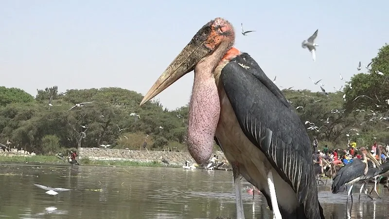 Hawassa Fish Market in አዋሳ  view 2