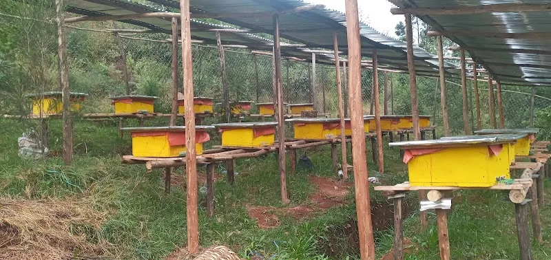 Ayat Mar agro products honey farm site in Addis Ababa  view 2