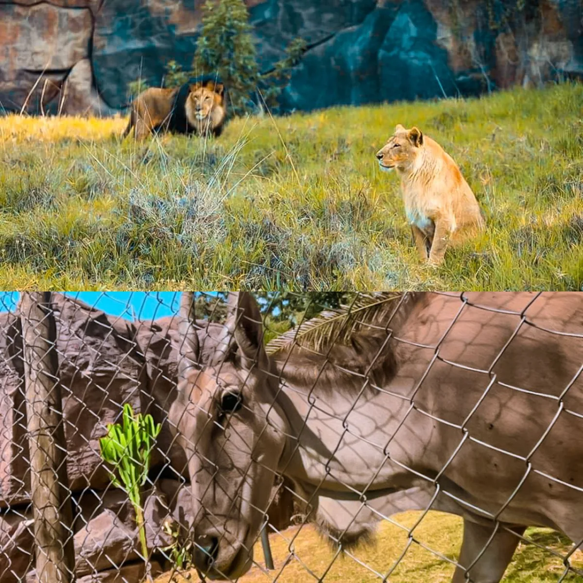 Lion Park in Addis Ababa  view 3